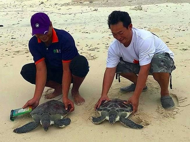 Cuộc giải cứu rùa biển khẩn cấp của những con người tử tế