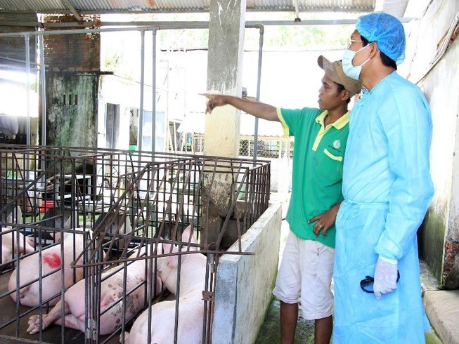 Bình Thuận xuất hiện hai ổ dịch tả heo châu Phi