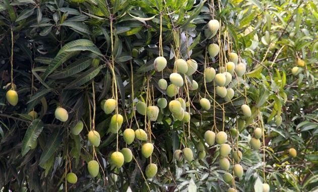 Công an Bình Thuận thông tin nghi án tử vong dưới gốc xoài