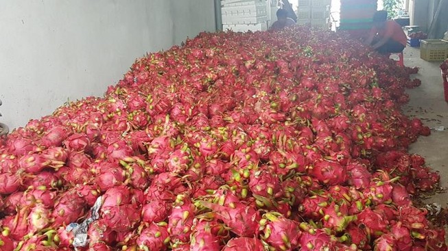 'Tôi đang mua thanh long xuất khẩu 120.000 đồng/kg'