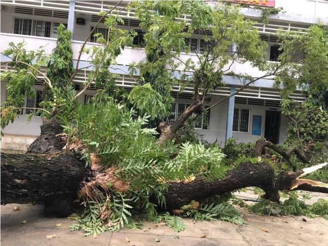Cây cổ thụ bật gốc trong sân trường, học sinh phải nghỉ học