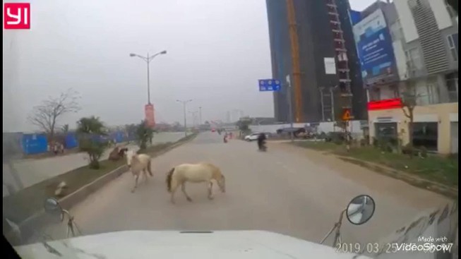 Suýt tai nạn vì ngựa thả rông trên đường