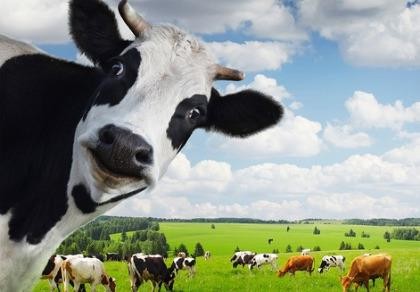 Vinamilk giành vị trí 20 trong 300 DN dẫn đầu Châu Á năm 2016