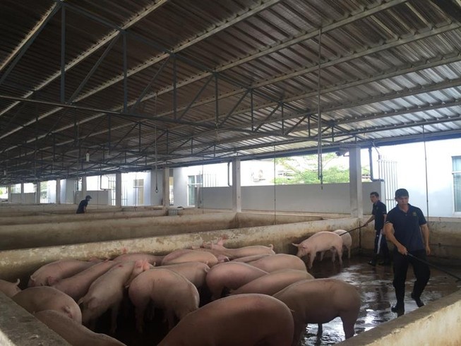 Thương lái bất ngờ đến tận chuồng 'săn' heo