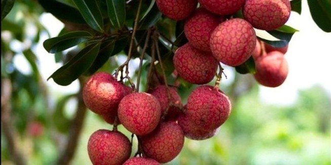 Vải đầu vụ Bắc Giang bán cho Trung Quốc giá cao