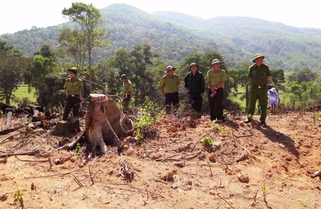 Phát hiện lượng lớn gỗ nghi từ phá rừng ở Bình Định