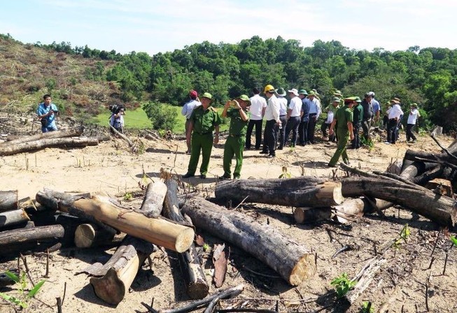 Bắt 2 người thuê phá hơn 60 ha rừng ở Bình Định