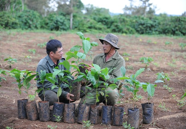 Hỗ trợ nông dân gần 7 triệu cây giống cà phê