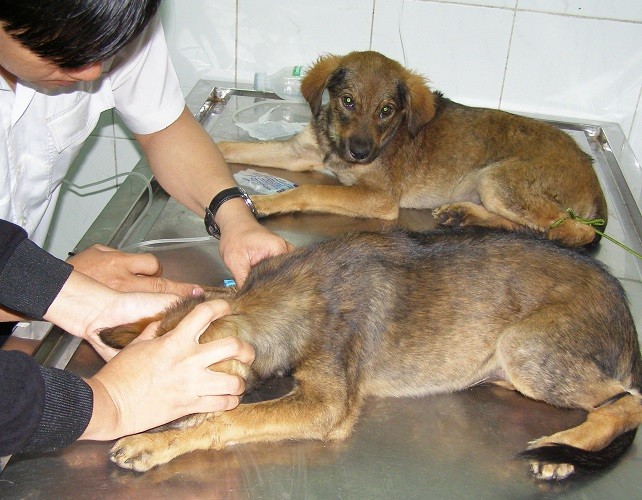 Lo ‘hậu sự’ cho chó, mèo