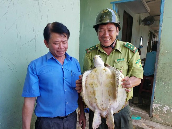Bến Tre 'giải cứu' và thả con vích 7,5 kg về biển