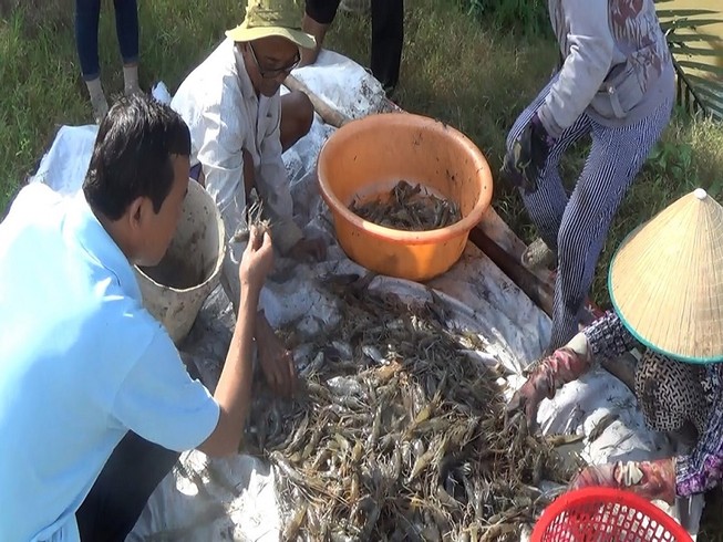 Thu hoạch tôm càng.