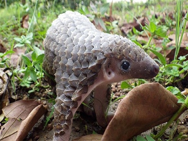 Khởi tố vụ án 114 con tê tê ở Cà Mau