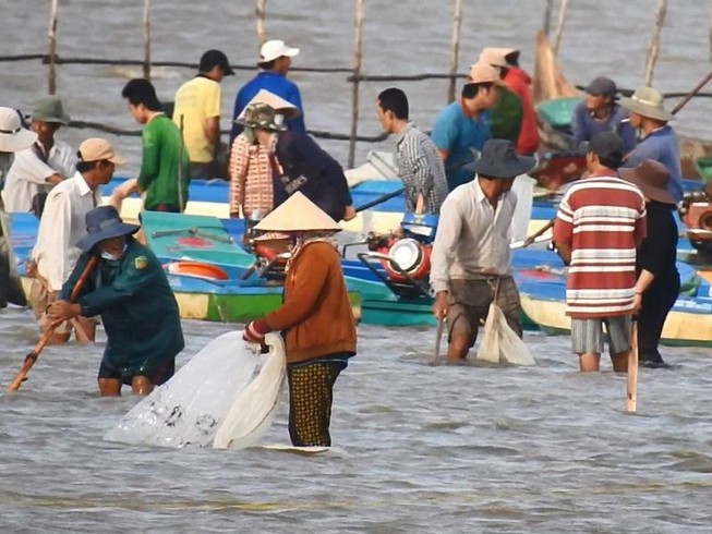 Hàng ngàn người đổ xô đi cào nghêu giống ở mũi Cà Mau