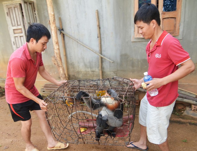 Phát hiện một cá thể voọc chà vá đặc biệt quý hiếm