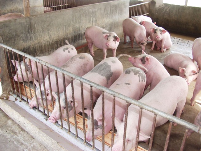 Đọc gì trên Pháp Luật TP.HCM số chủ nhật 13-9-2015?