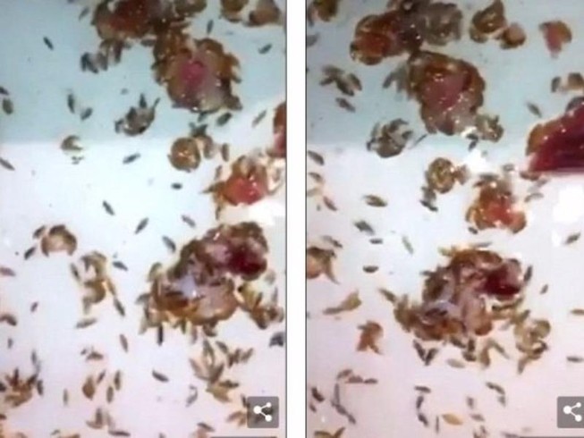 Chân bê bết máu vì rệp biển ăn thịt người