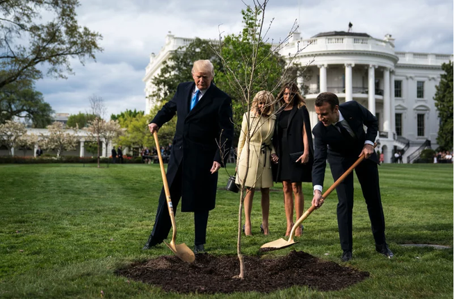 Ông Macron sẽ gửi tặng ông Trump cây sồi mới thay cây đã chết