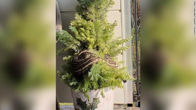Phát hiện trăn 3 m quấn quanh cây thông Noel, chủ nhà để mặc