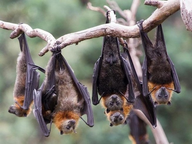 Nhiều nhà nghiên cứu tin rằng virus SARS-CoV-2 bắt nguồn từ dơi. Ảnh: GETTY IMAGES