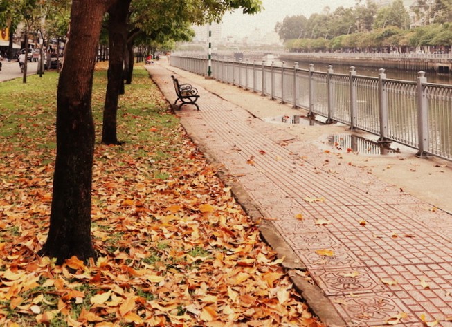 Ngắm lá lộc vừng vàng rộ cuối mùa ở Sài Gòn
