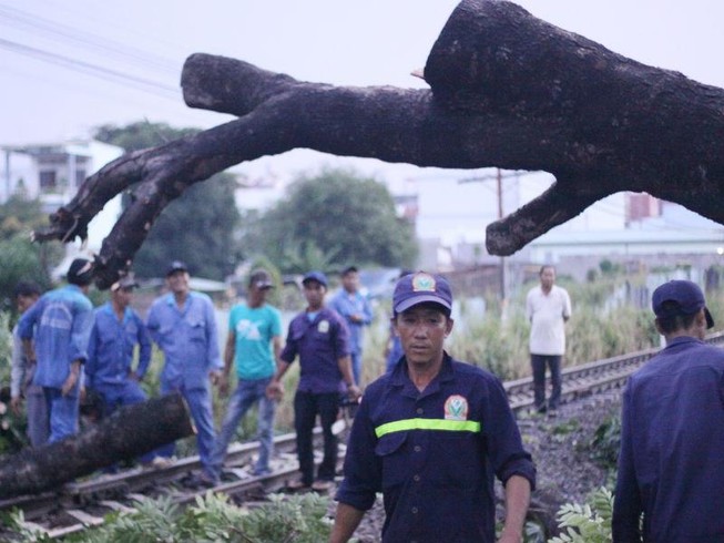Đường sắt qua Đồng Nai tê liệt nhiều giờ vì cây đổ chắn ngang