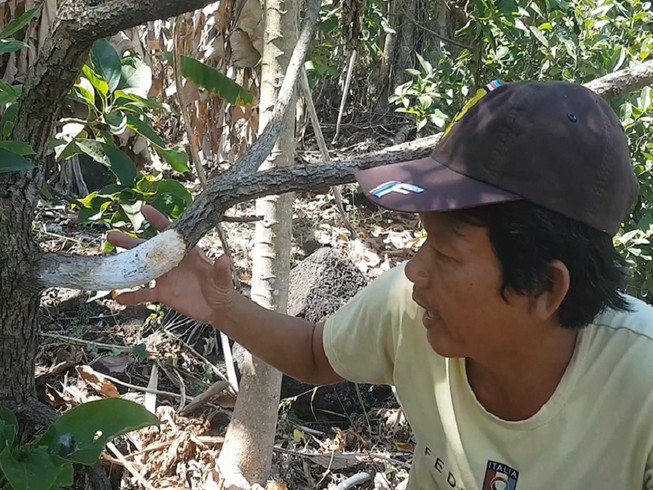 Đồng Nai: Hàng trăm cây bơ bị hạ độc