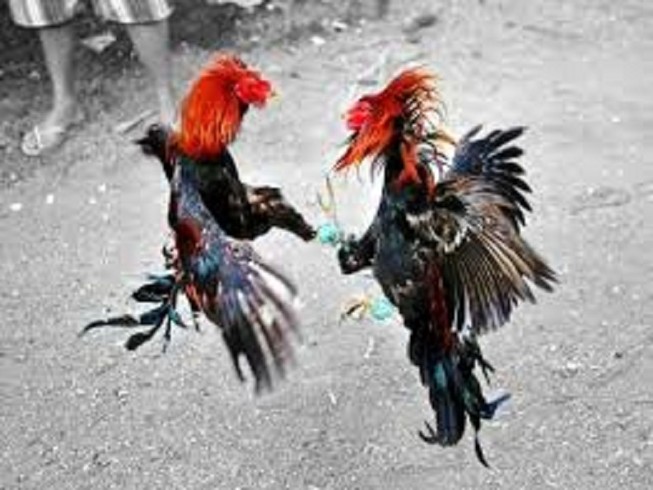 Bị nghi trộm gà, nam thanh niên bị bắt nhốt, đánh suốt đêm
