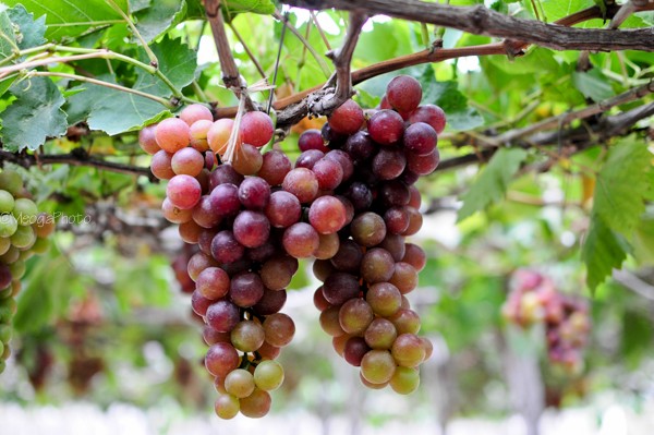 Thực phẩm tốt cho người thiếu máu