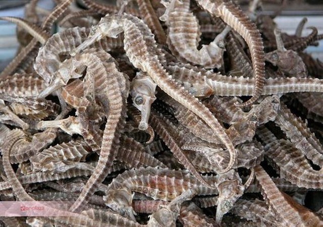 Ăn gì để bổ thận tráng dương?