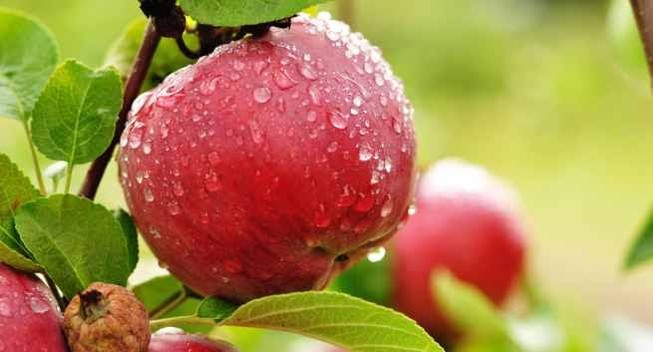 9 loại thực phẩm hỗ trợ ngăn ngừa ung thư
