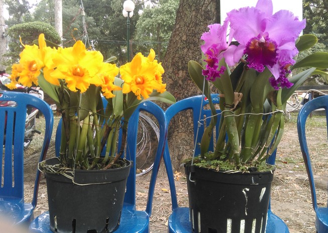 Ngắm cặp lan đạt giải ‘hoa hậu’ hội hoa Xuân Tao Đàn 2019