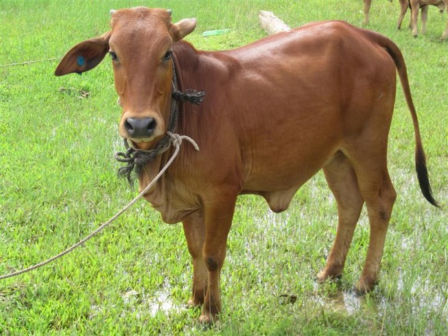 Đắk Lắk: Đầu độc bò chết để trục lợi?