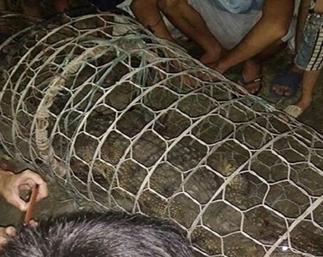 Dân Hà Nội tá hoả phát hiện cá sấu dưới sông Tích