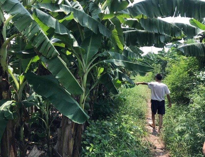 Truy tìm thanh niên nghi hiếp dâm bé gái 12 tuổi ở vườn chuối