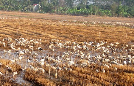 ĐBSCL: Khó ngăn dịch lây lan trên vịt chạy đồng