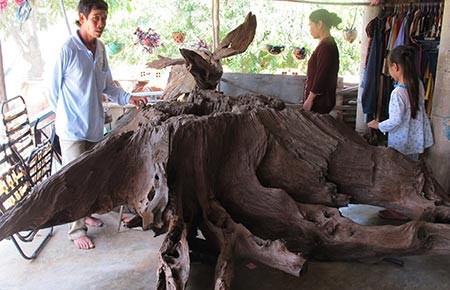 Náo loạn vì “gốc cây trị bá bệnh”