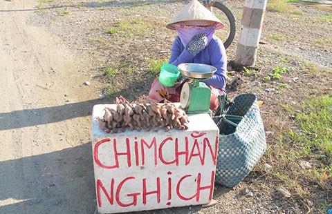 Hô biến cút nuôi thành… chim rừng