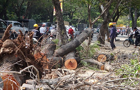 Công trình đến đâu, cây xanh ‘tiêu’ đến đó