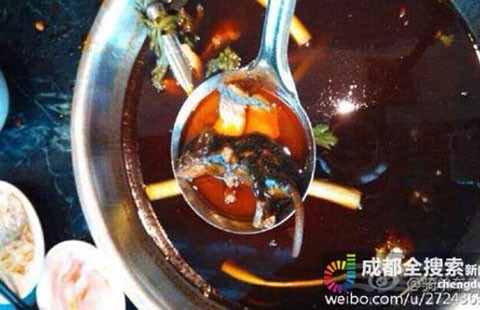 Ẵm 3.000 đô vì chuột ‘bơi’ trong nồi lẩu