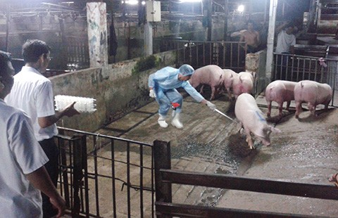 Nuôi heo bằng chất cấm ngày càng nhiều