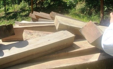 Lâm tặc ‘cày xới’ nhiều khu rừng phòng hộ ở Quảng Nam