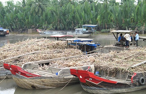 Khốc liệt ‘cuộc chiến’ mua mía