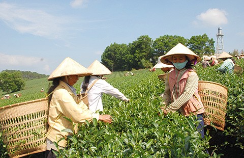 Minh oan cho chè ô long