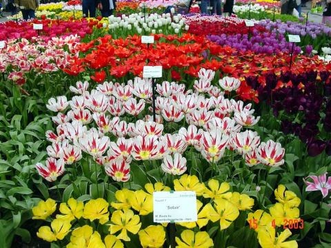 Hoa Đà Lạt sắp lên sàn giao dịch