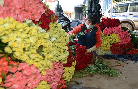 Hoa hồng Đà Lạt tăng giá mạnh dịp 20-11
