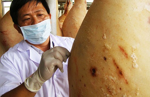 TP.HCM sẽ tiêu hủy heo dương tính với chất cấm