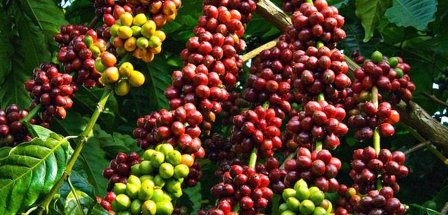 Hàng loạt mặt hàng xuất khẩu giảm