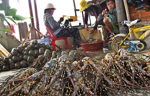 Thương lái Trung Quốc ép giá mua tôm hùm