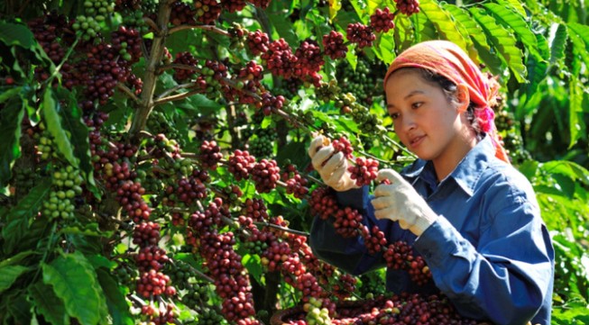 Tăng thu nhập 16 triệu đồng cho người trồng cà phê