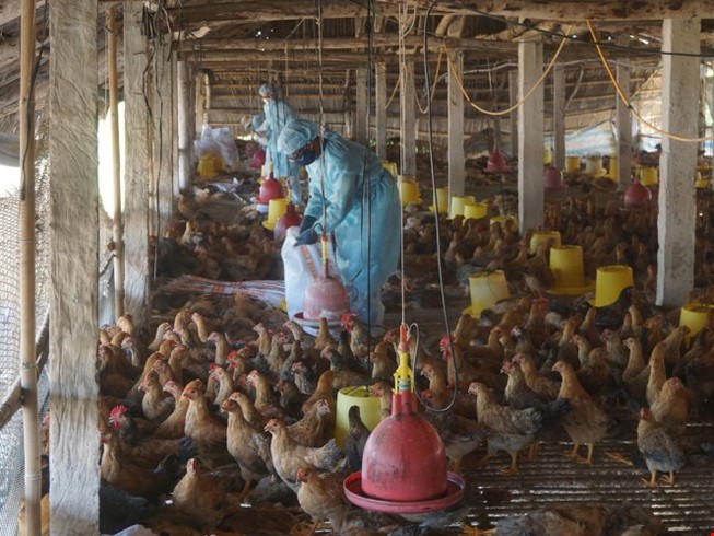 Bà Rịa-Vũng Tàu tiêu hủy 40 tấn gà nhiễm cúm H5N1